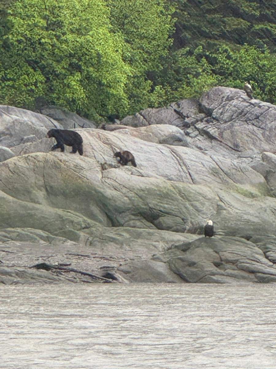 bear and eagle