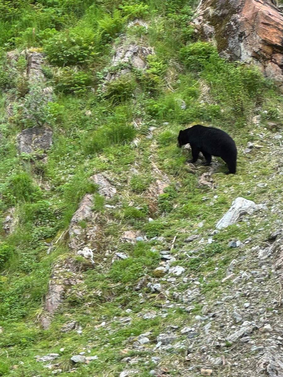 bear